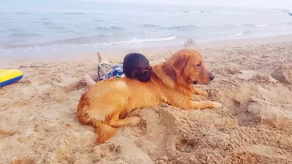 秦皇岛带狗冬天去哪里玩,北戴河三天两晚民宿可带狗