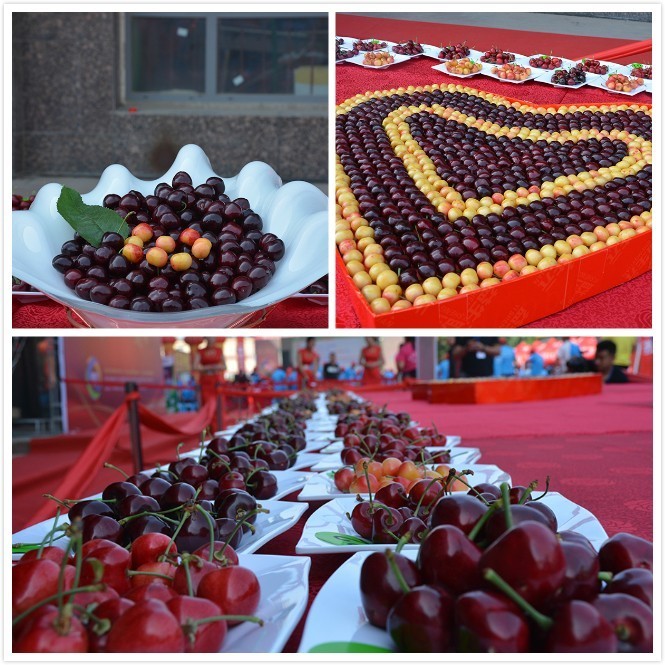 樱桃益生元菌肥,大连益生元生物菌肥