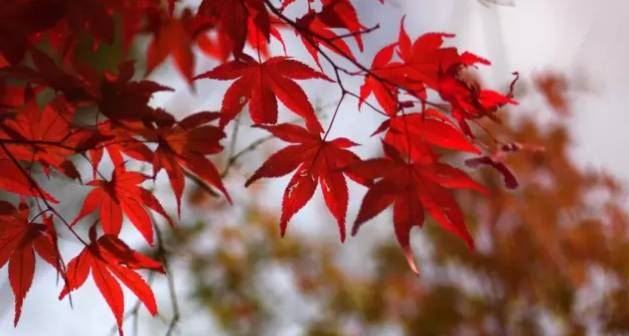 韩寒对语文的看法,韩寒对当代文学的意义