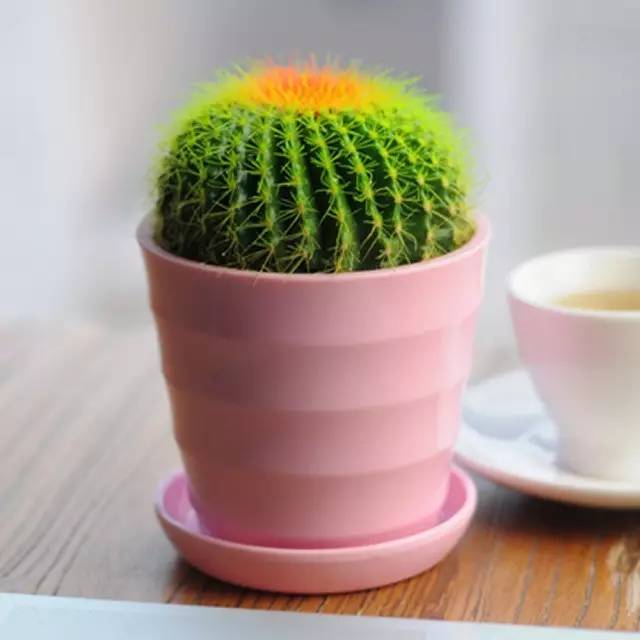 「辟谣」天然防辐射神器？被动运动就能轻松减肥？是真是假，看看就知道了