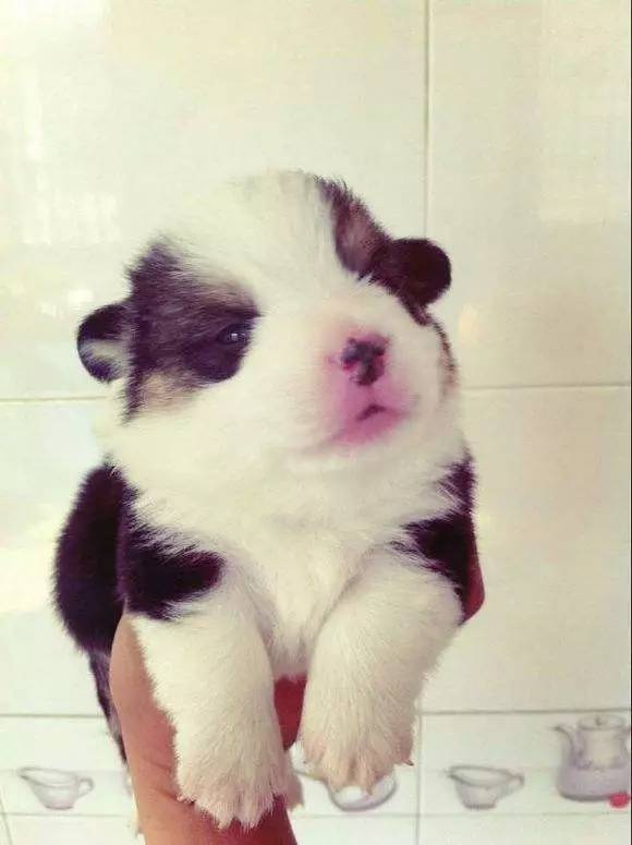 斑点狗长大了还会长出新的斑点吗,斑点狗刚出生的时候是长什么样的