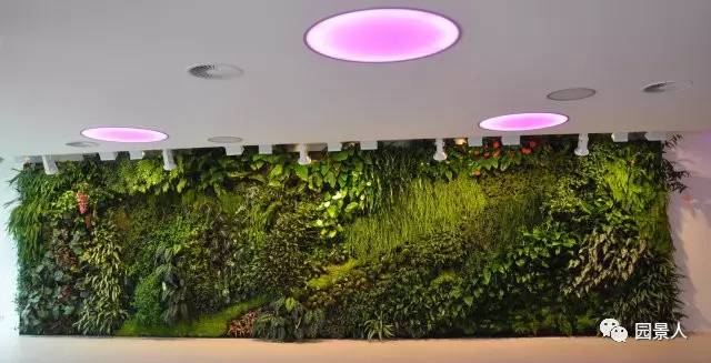 一说到垂直绿化，脑袋里就蹦出他，他，他（附失败案例经验总结）