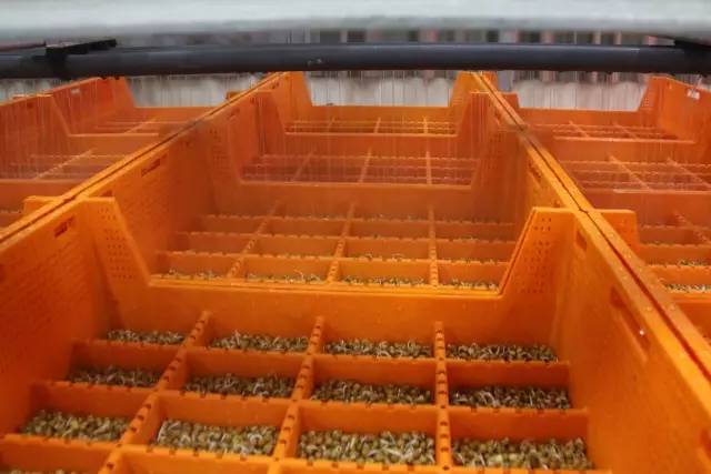 无土栽培蔬菜生产全过程,简易大棚种植无土栽培蔬菜技术