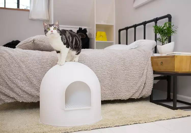 盘点那些实用的宠物生活用品,猫狗最实用的宠物用品
