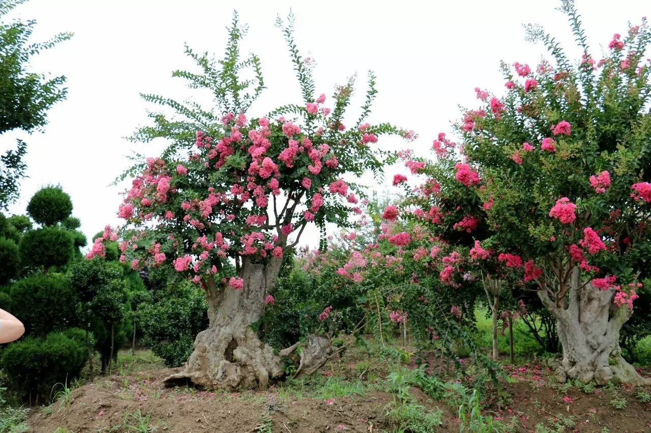 紫薇开花发朋友圈,紫薇树图片朋友圈
