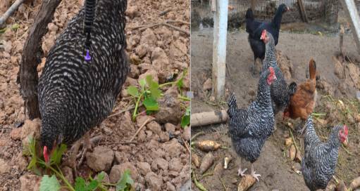 青创计划项目推荐,2019青创项目