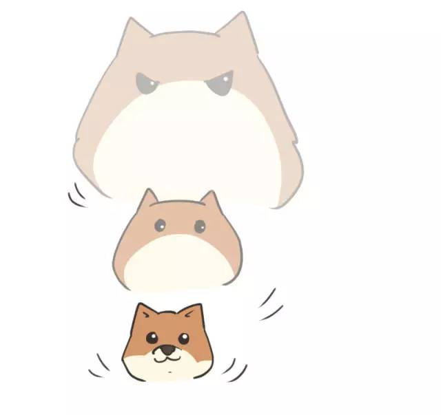 我家博美犬长得怎么样,博美犬8岁是老狗吗