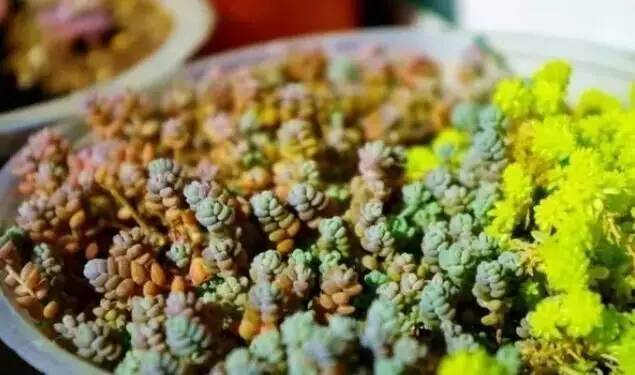 姬星美人和旋叶姬星美人的区别,姬星美人怎么养才能更旺盛