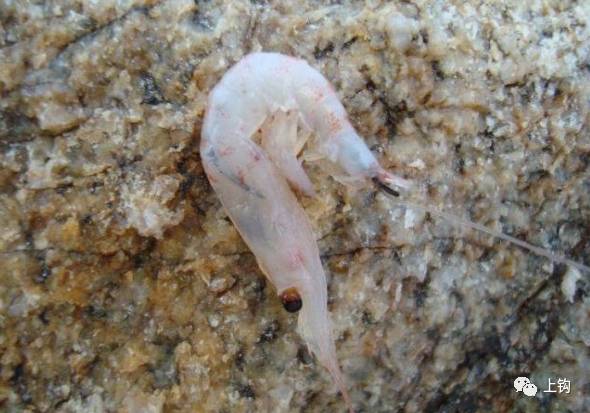 海钓课堂,海钓通用什么鱼饵最好呢