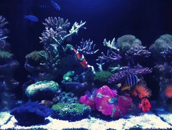 怎么驯服水族箱,怎么驯服海王