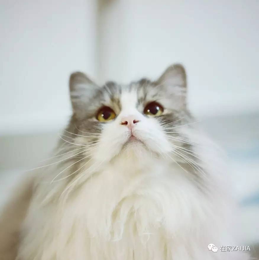 再美的喵，也过不了剃毛这道坎儿
