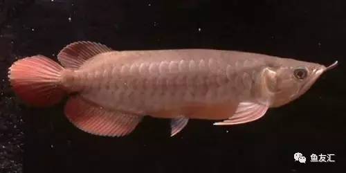 看看邻国玩家是怎么养龙的