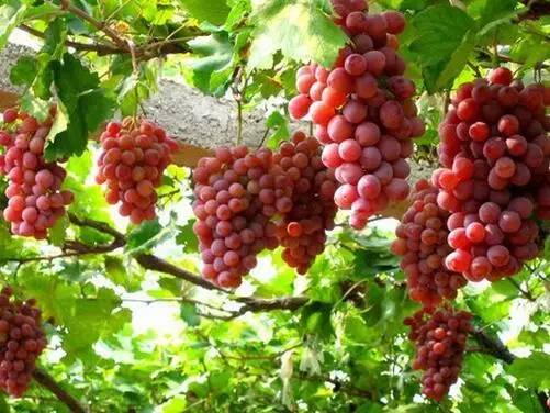 长沙葡萄采摘,长沙天露葡萄采摘时间