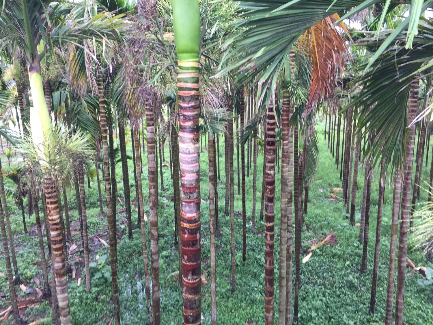 单车骑行环海南岛攻略,环海南岛骑行一圈花费