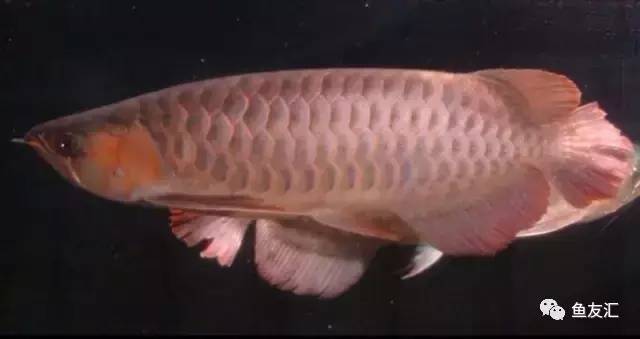 看看邻国玩家是怎么养龙的