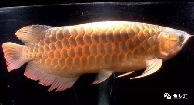 看看邻国玩家是怎么养龙的