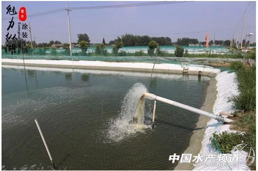 泥鳅养殖技术的最新视频,泥鳅养殖技术和视频