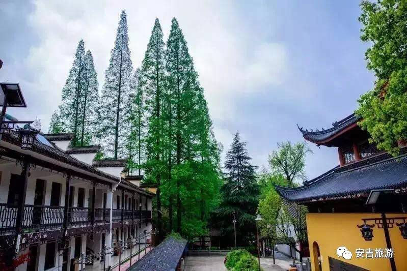 中国大竹海游玩攻略,浙北安吉大竹海攻略