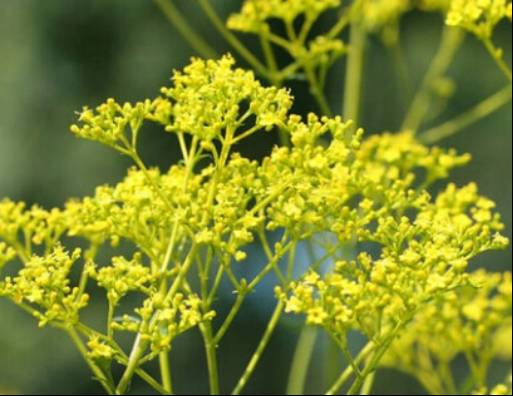 中药知识必学旱莲草,中药知识必学泽兰