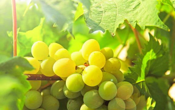 葡萄的营养功效和作用,葡萄的功效都一样吗
