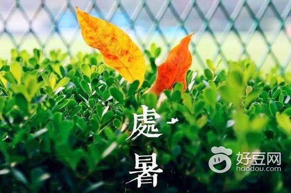 节气养生大暑如何养生,处暑节气的传统习俗及养生攻略