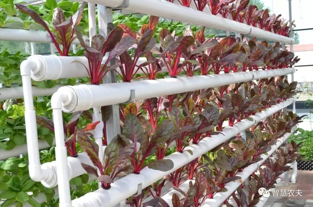 无土栽培的成本和利润如何,原来这就是变富秘诀