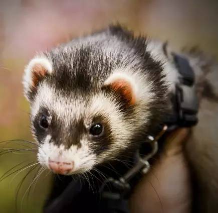「福利」这周末有一场和宠物的约会等你来，小布送票送助攻→