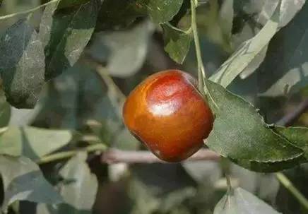 枣树病虫害防治全攻略,枣树病虫害防治技术视频