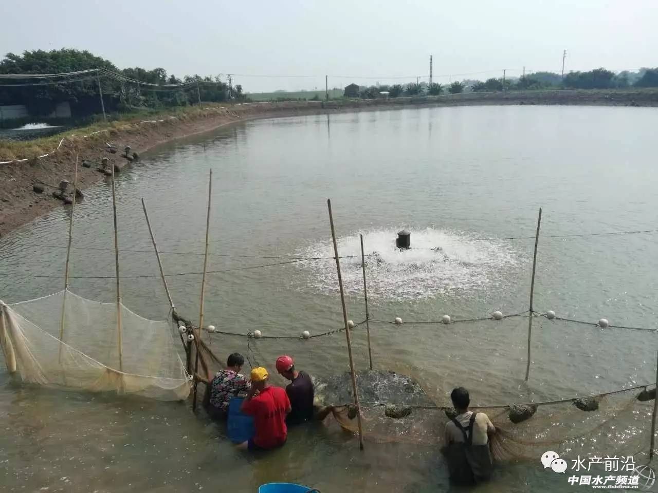 鳜鱼行业,低门槛的行业面临淘汰