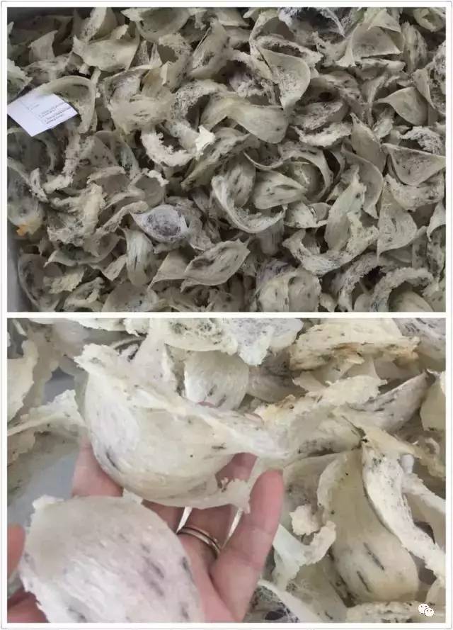 燕窝该怎么挑选,燕窝怎么挑才快又干净