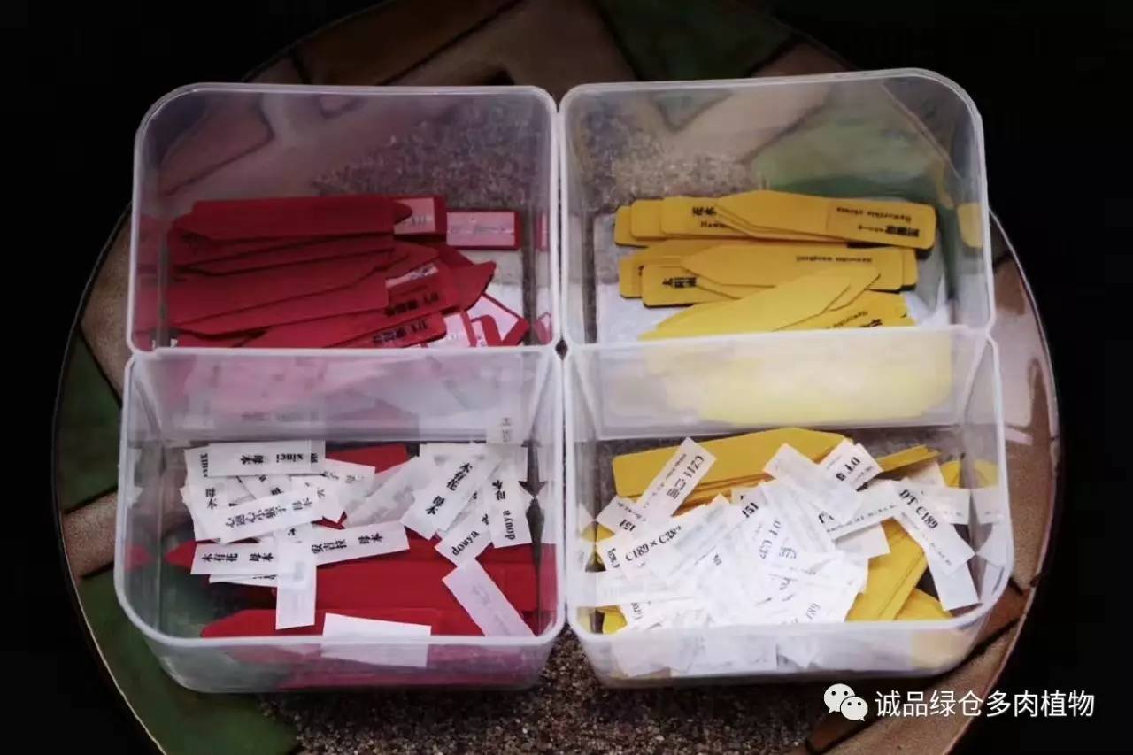 涨姿势|当不成学霸总得做一回“播”霸(夏播生石花第38天)