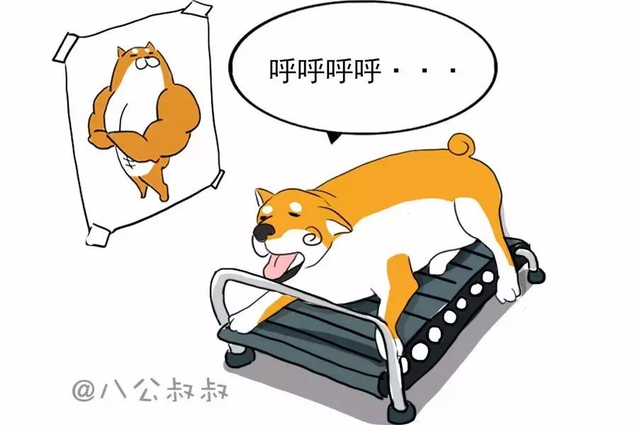 狗狗细小好了如何恢复饮食,狗狗膀胱结石饮食要注意什么