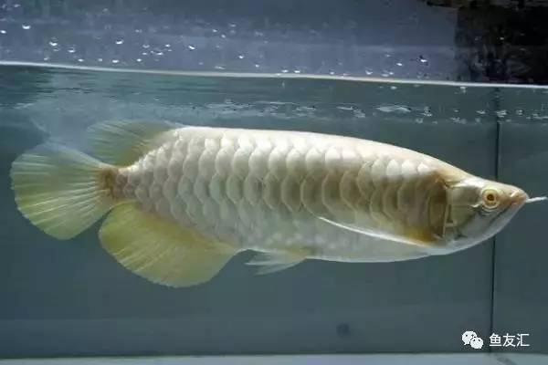 龙鱼价格为什么那么贵,日本金龙鱼多少钱