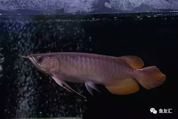 龙鱼价格为什么那么贵,日本金龙鱼多少钱