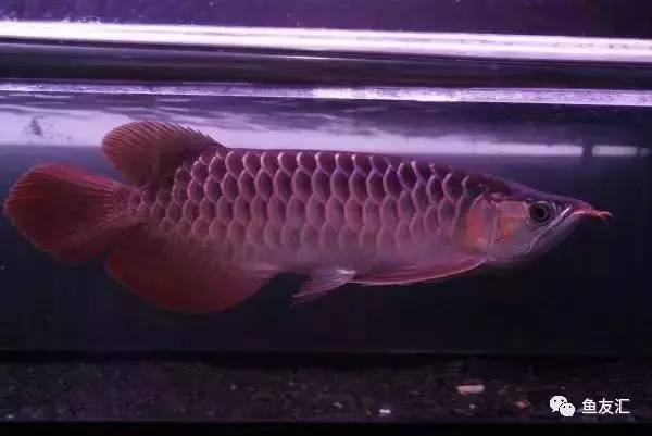 龙鱼价格为什么那么贵,日本金龙鱼多少钱