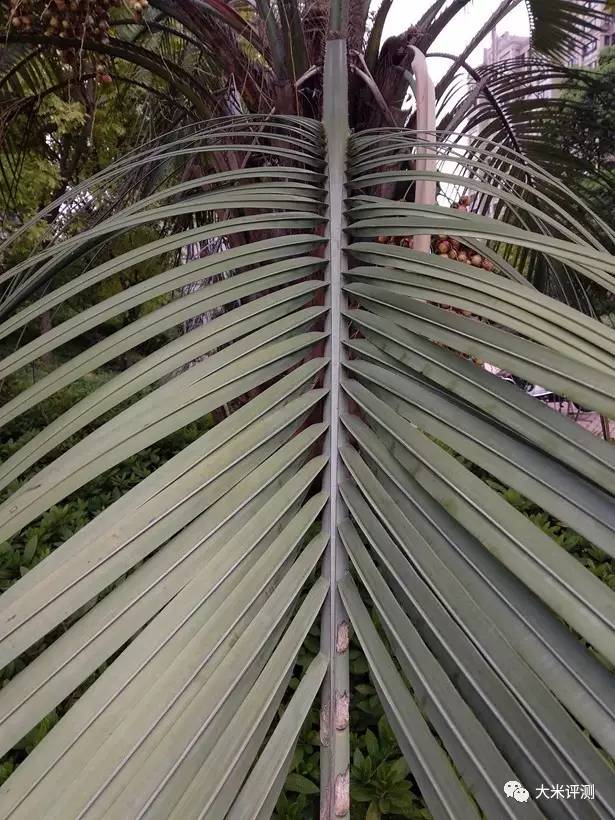 小米5和小米6拍照对比,小米5x拍照效果图