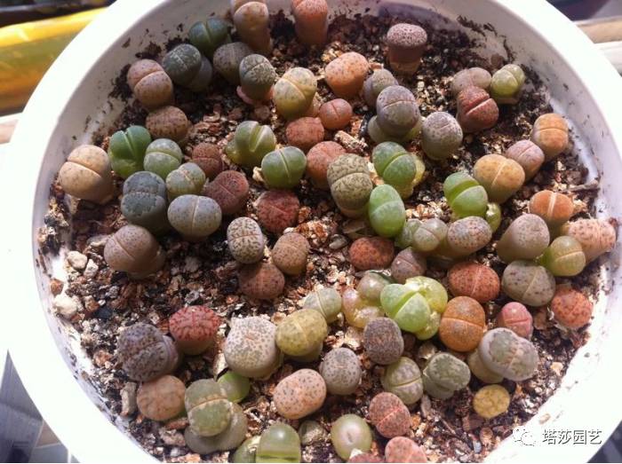 生石花的种子是自己的品种吗,生石花像丝绒一样的是什么品种