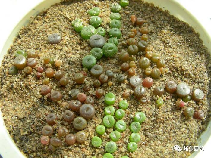 生石花最好养的品种,生石花品种大全图谱和价格