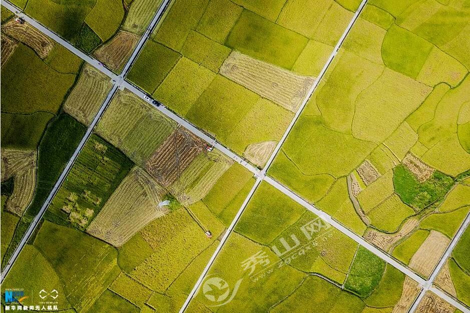 成熟水稻田丰收视频,高山梯田水稻收割视频