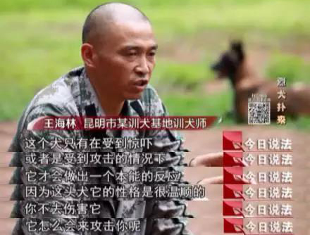 十大最可怕暴力犬,十大极度可怕暴力犬