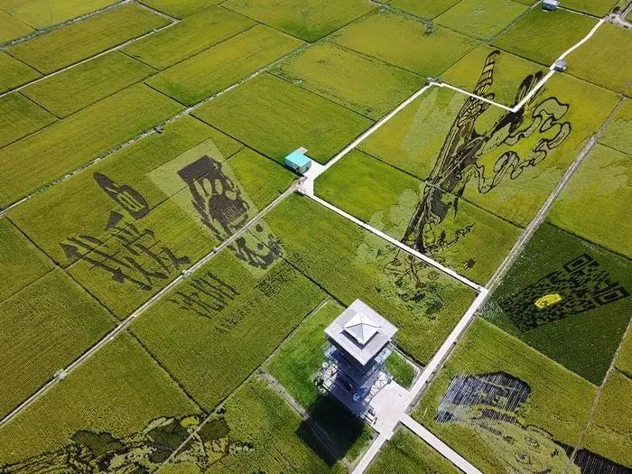 沈阳稻梦空间稻田,沈阳稻梦空间