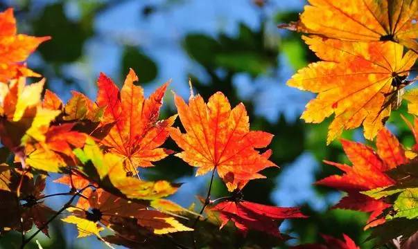 沈阳最美赏枫地最新开放,沈阳附近赏枫