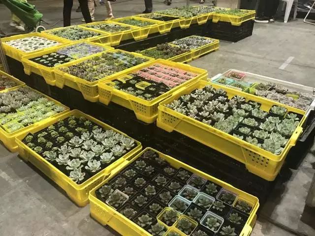 无锡吃货快去！2000多种商品，*疆新**红枣、台湾凤梨酥、阳山糯米饼分分钟抢空……看完只想立刻冲去现场！