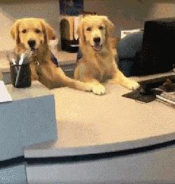 狗狗当销售部老总,狗当老板的店视频