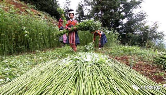 头条丨大家好！我叫巴马，这是我的简历，请多多关照！