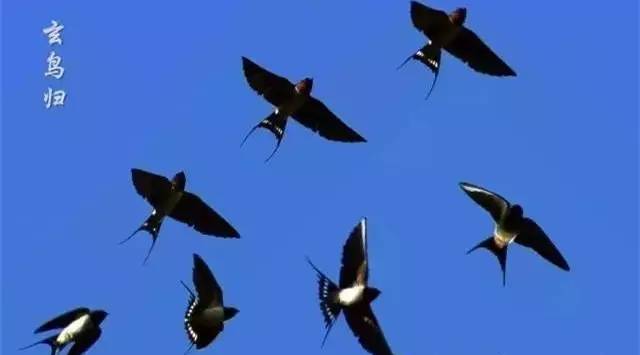 澶滆浜屽崄鍥涜妭姘斾箣鐧介湶,鐧介湶鑺傛皵鍏荤敓