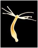 生来就是一个吃货｜浮想联翩解剖学第二弹