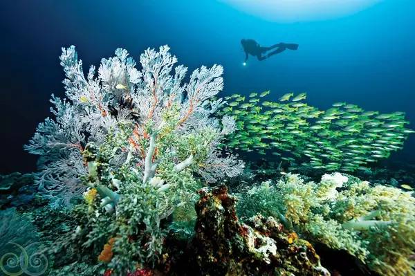 船宿潜水要什么水平,船宿潜水推荐