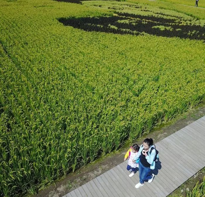 沈阳稻梦空间玉米,沈阳有稻梦空间吗