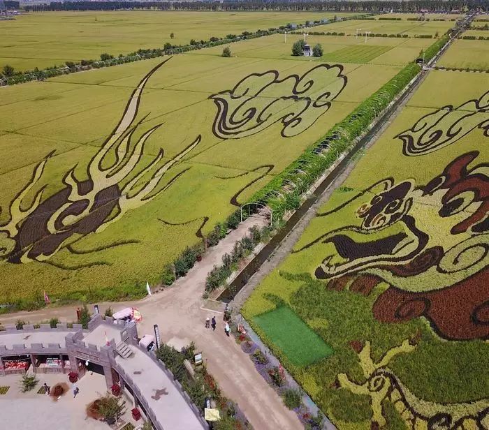 沈阳稻梦空间玉米,沈阳有稻梦空间吗